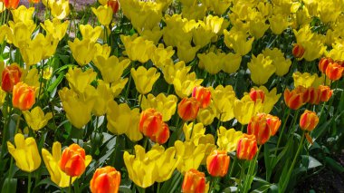 Baharda parlak renkli laleler