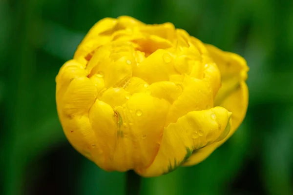 Close View Brigt Yellow Senora Tulip — ストック写真