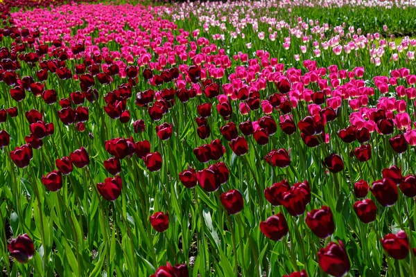 Яркие Разноцветные Тюльпаны Весной — стоковое фото