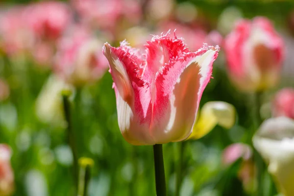 Ljusa Flerfärgade Tulpaner Våren — Stockfoto