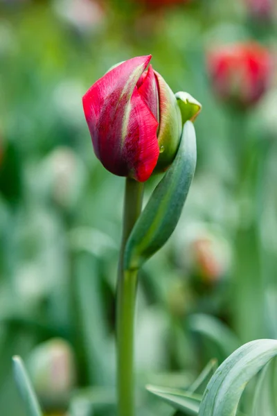 Leuchtend Rote Prinzessin Tulpen — Stockfoto