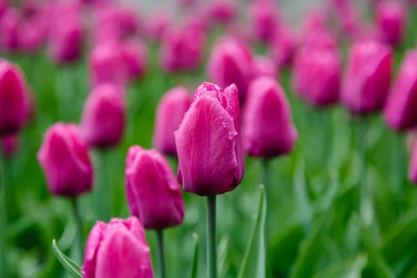 Tulipas Príncipe Roxo Canteiro Flores — Fotografia de Stock