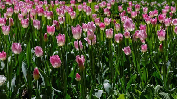 Jasne Wielobarwne Tulipany Wiosną — Zdjęcie stockowe