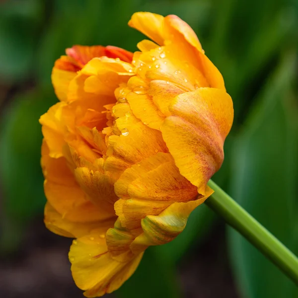 Sol Naranja Amante Tulipán — Foto de Stock