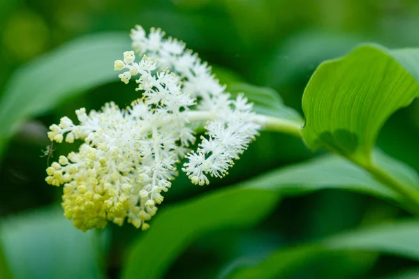 Floreciente Planta Smilacina Racemosa — Foto de Stock
