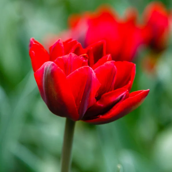 Tulipanes Princesa Rojo Brillante — Foto de Stock