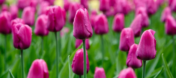 Tulipas Príncipe Roxo Canteiro Flores — Fotografia de Stock