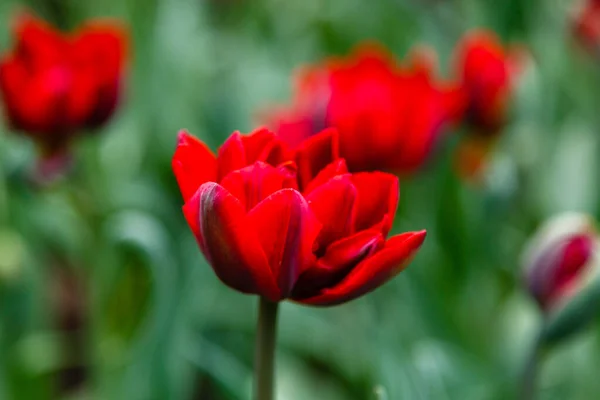 Tulipanes Princesa Rojo Brillante — Foto de Stock