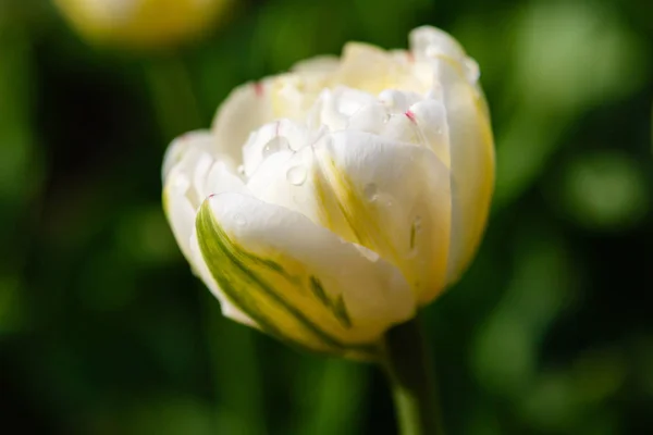 Çiçek Tarhında Beyaz Kalp Lalesi — Stok fotoğraf