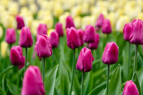 Tulipas Príncipe Roxo Canteiro Flores — Fotografia de Stock