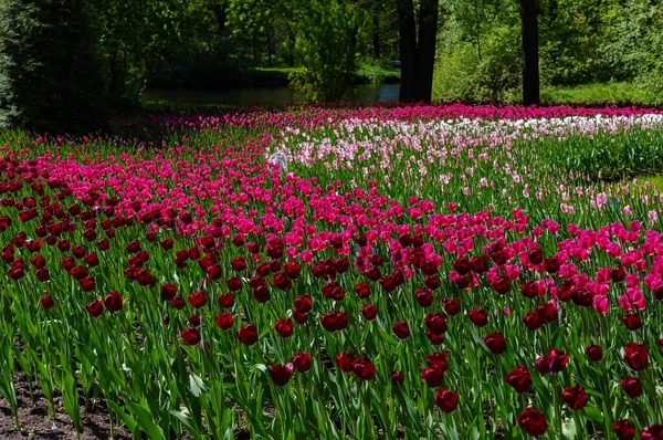 Jasne Wielobarwne Tulipany Wiosną — Zdjęcie stockowe
