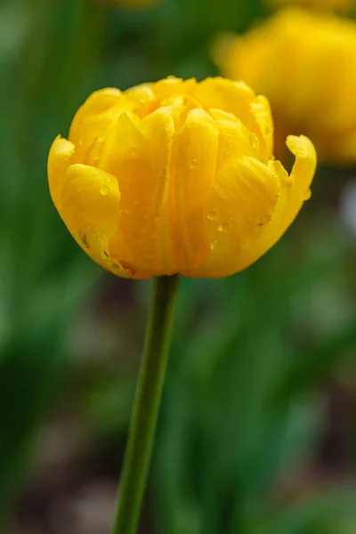 Abuela Amarilla Premio Tulipán — Foto de Stock