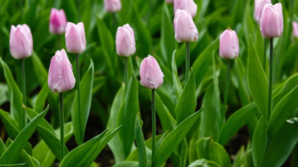 Godis Prins Tulpaner Blomma Säng — Stockfoto