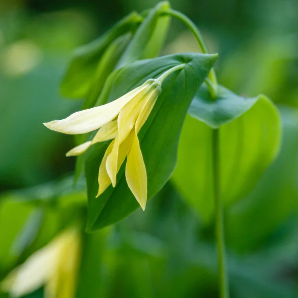 Bush Gul Uvularia Grandiflora — Stockfoto