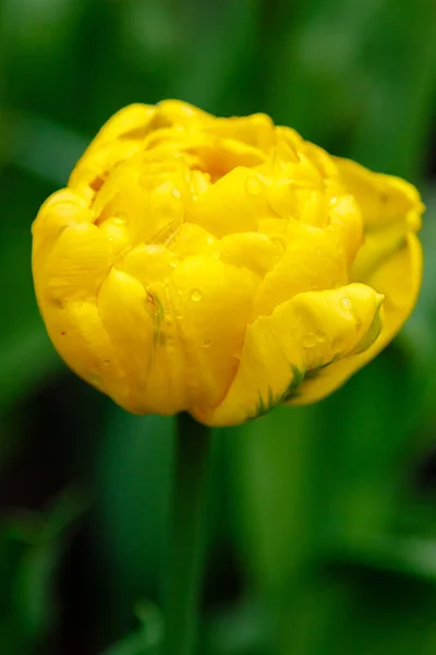 Zblízka Pohled Brigádně Žlutý Seňora Tulipán — Stock fotografie