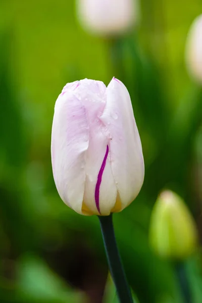 Doux Drapeau Tulipes Sur Lit Fleurs — Photo gratuite