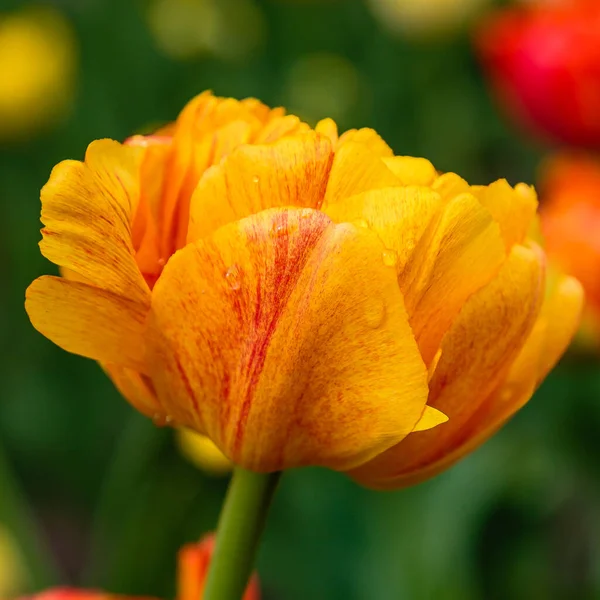 Sol Naranja Amante Tulipanes — Foto de Stock