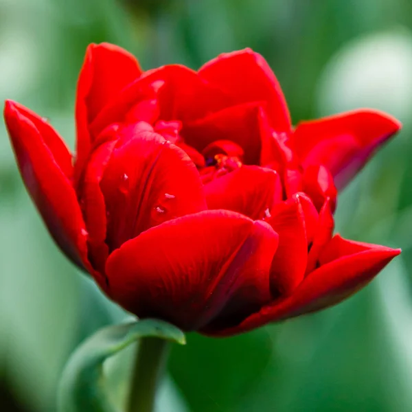 Tulipa Princesa Vermelha Brilhante — Fotografia de Stock