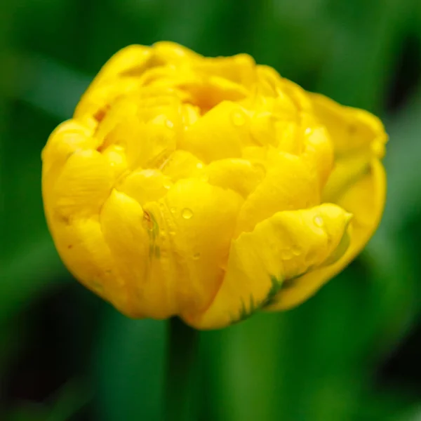 Close View Brigt Yellow Senora Tulip — ストック写真
