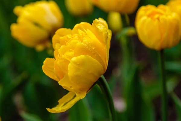 Abuela Amarilla Premio Tulipanes — Foto de Stock