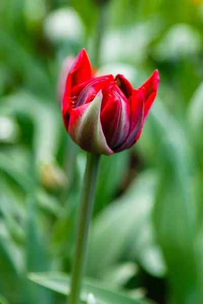 Tulipa Princesa Vermelha Brilhante — Fotografia de Stock