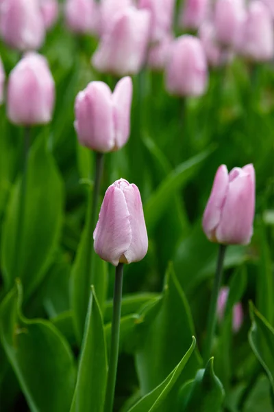 Dulces Tulipanes Príncipe Lecho Flores — Foto de stock gratis