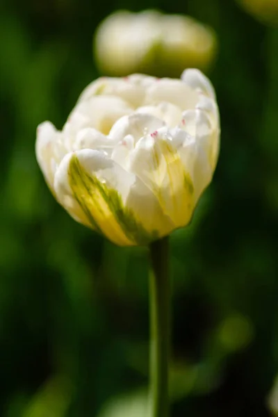 White Heart Tulips Flower Bed — ストック写真