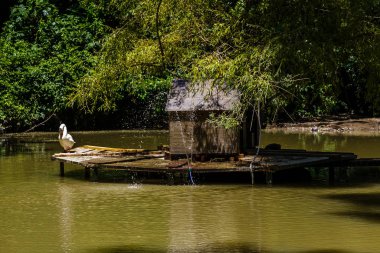 Botanik bahçesindeki kuğuların olduğu göl manzarası