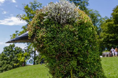 Siyah gagalı kuğu kafalı yaratıcı çalı tasarımı