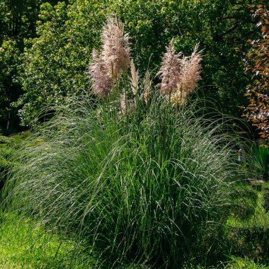 Yeşillik arka planda inanılmaz çiçekler açar.