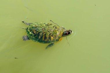 Küçük Emydidae kaplumbağası yeşil renkli suda yüzüyor.