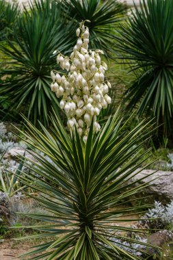 Soçi botanik bahçesinde güzel ve renkli çiçekler açar.