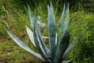 Botanik bahçesindeki yeşil tropikal bitkiler