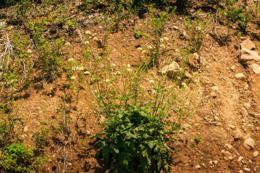 Yeşilliklerle muhteşem dağ manzarası