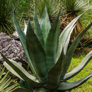 Botanik bahçesindeki yeşil tropikal bitkiler