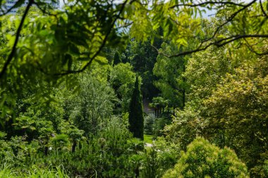 Sochi botanik bahçesindeki inanılmaz yeşil ağaçlar.