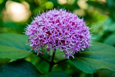 Yeşillik arka planda inanılmaz çiçekler açar.