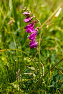Bulanık arkaplanda güzel hedysarum alpinyum çiçekleri