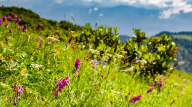 Renkli mor çiçekli Alp çayırı