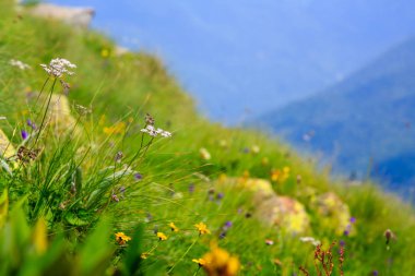 Yeşilliklerle muhteşem dağ manzarası