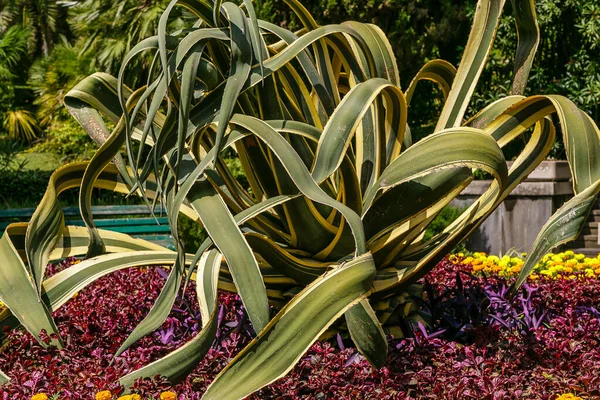 Tropické Rostliny Květinami Botanické Zahradě — Stock fotografie