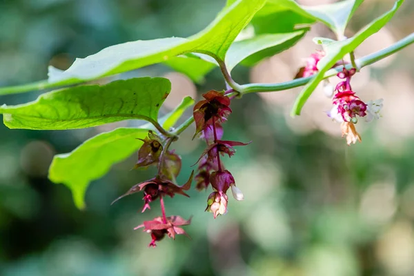 Fiori Incredibili Fioriscono Sfondo Verde — Foto Stock