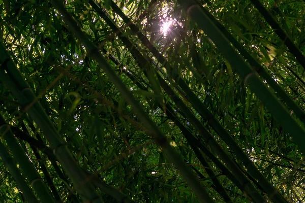 Ramos Bambu Verde Com Luzes Sol — Fotografia de Stock