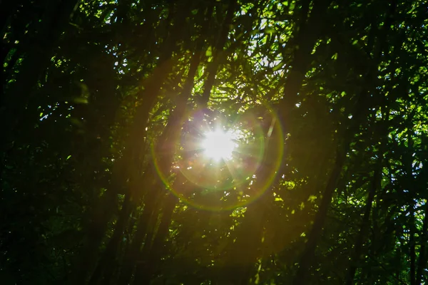 Branches Bambou Vert Avec Des Lumières Soleil — Photo