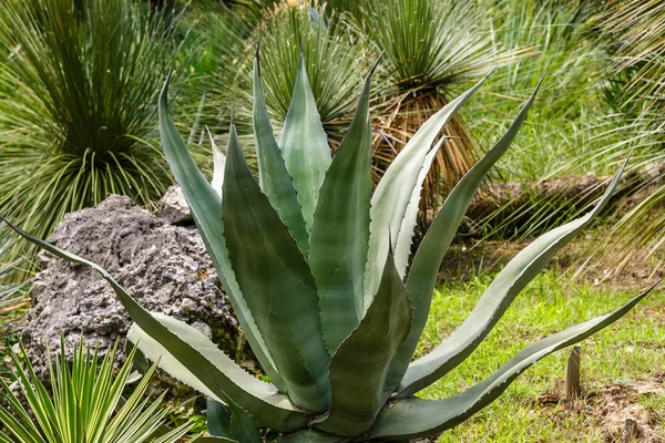 Plantas Tropicales Verdes Jardín Botánico — Foto de stock gratis