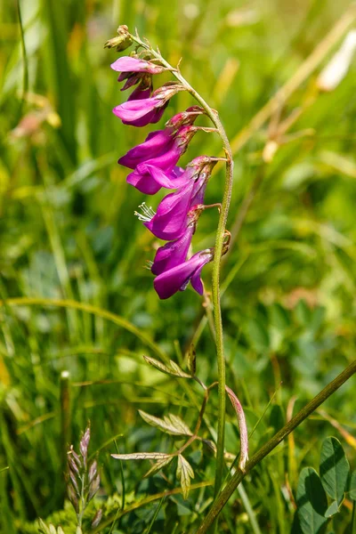 Lindas Flores Hedysarum Alpinum Sobre Fundo Borrado — Fotografia de Stock