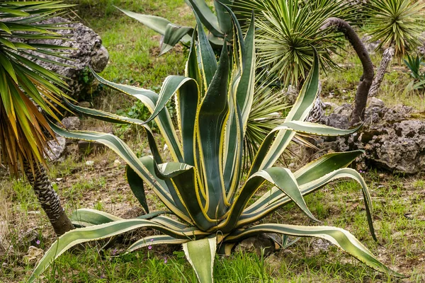 植物园中的绿色热带植物 — 图库照片