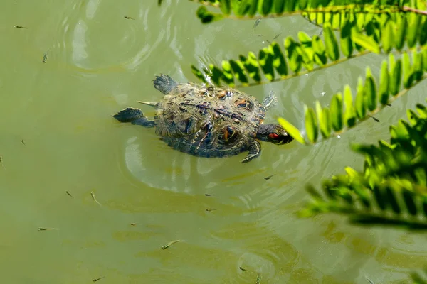 Pequena Tartaruga Emydidae Nadando Água Cor Verde — Fotografia de Stock