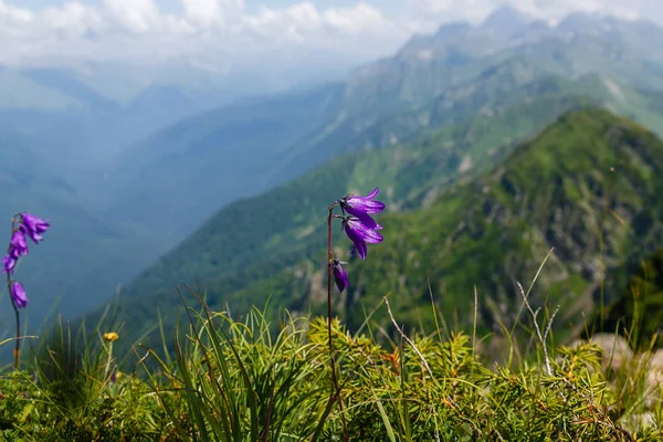 Prado Alpino Com Flores Roxas Coloridas — Fotografia de Stock