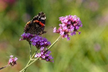 Kelebekli güzel verbena çiçekleri